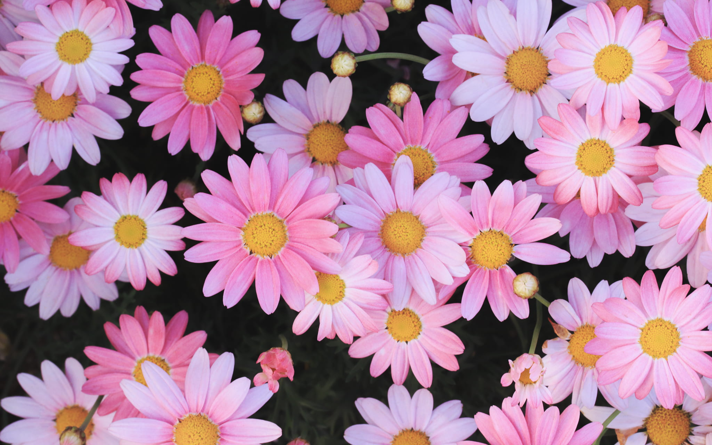 Pink daisies