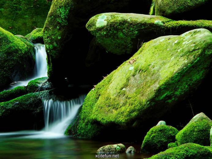 moss covered rocks and water