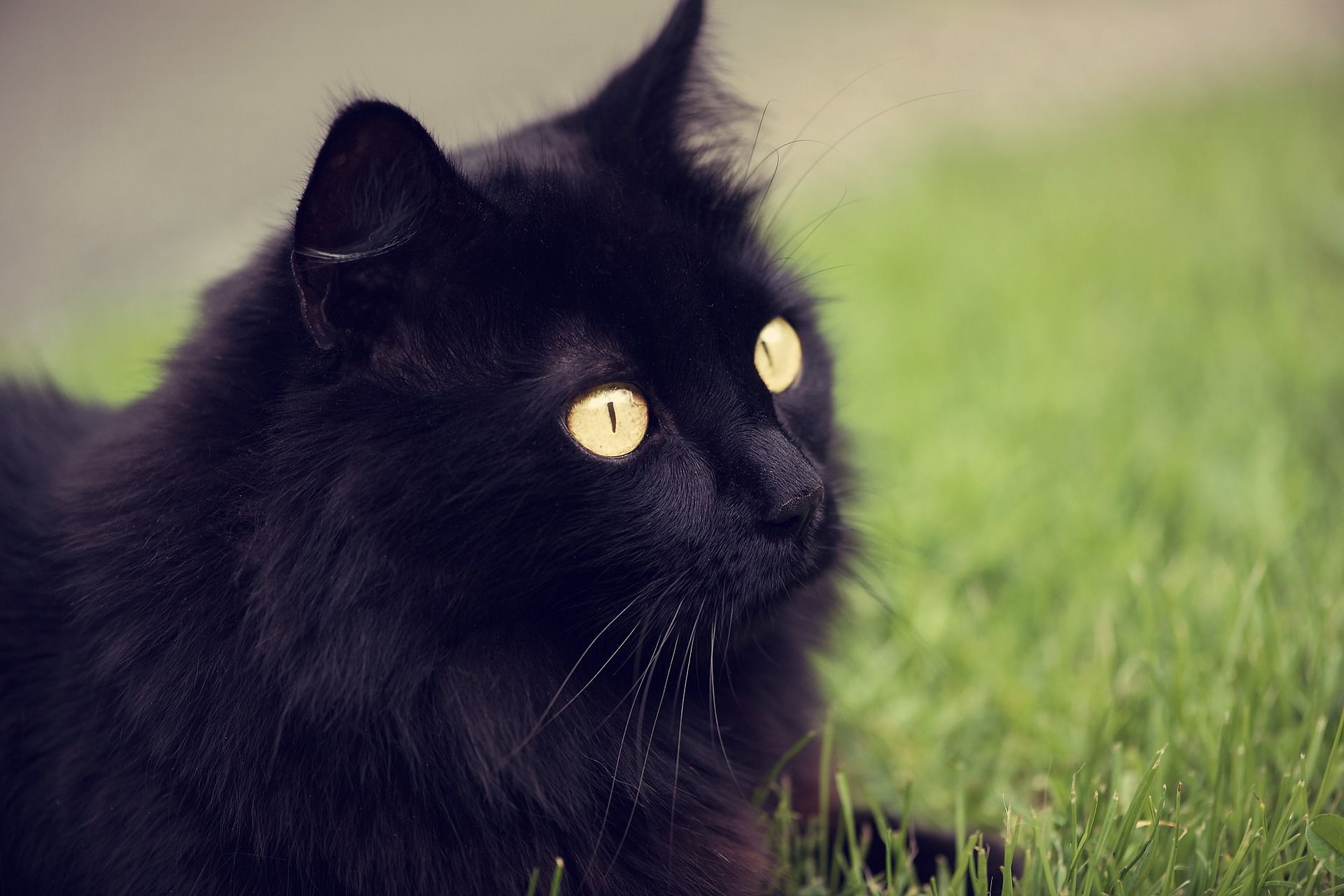 Black cat
