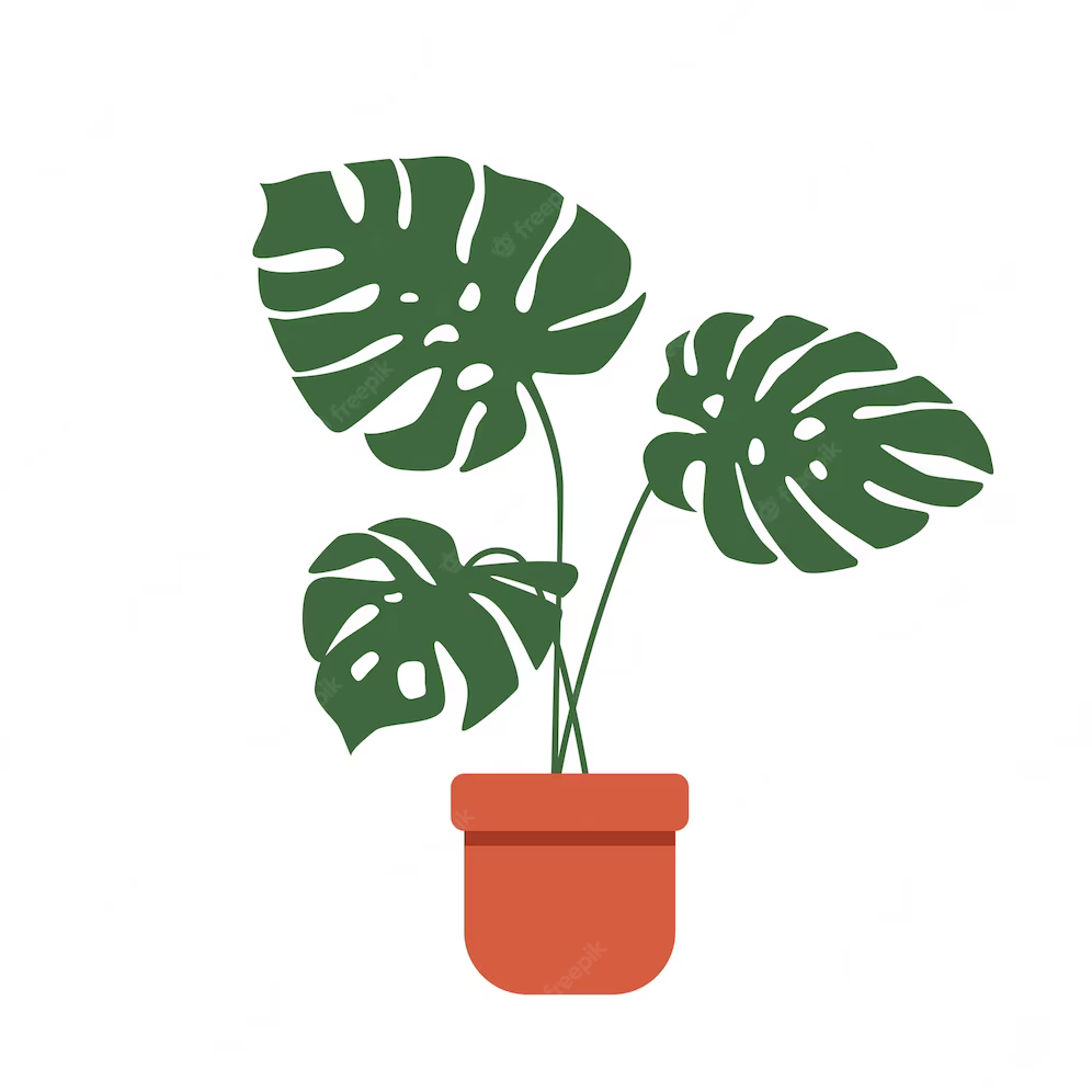 monstera delisciosa