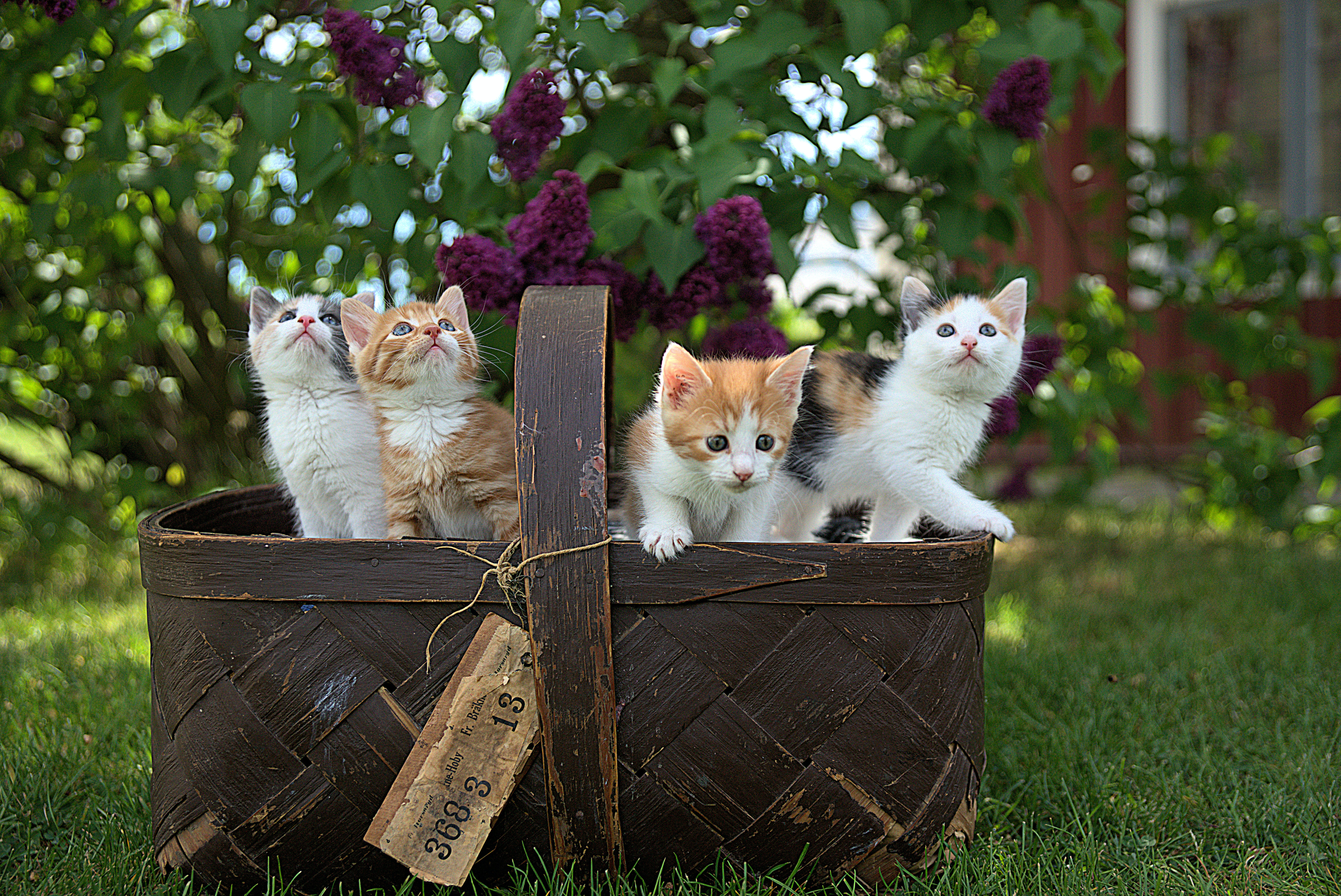 Kitten in basket