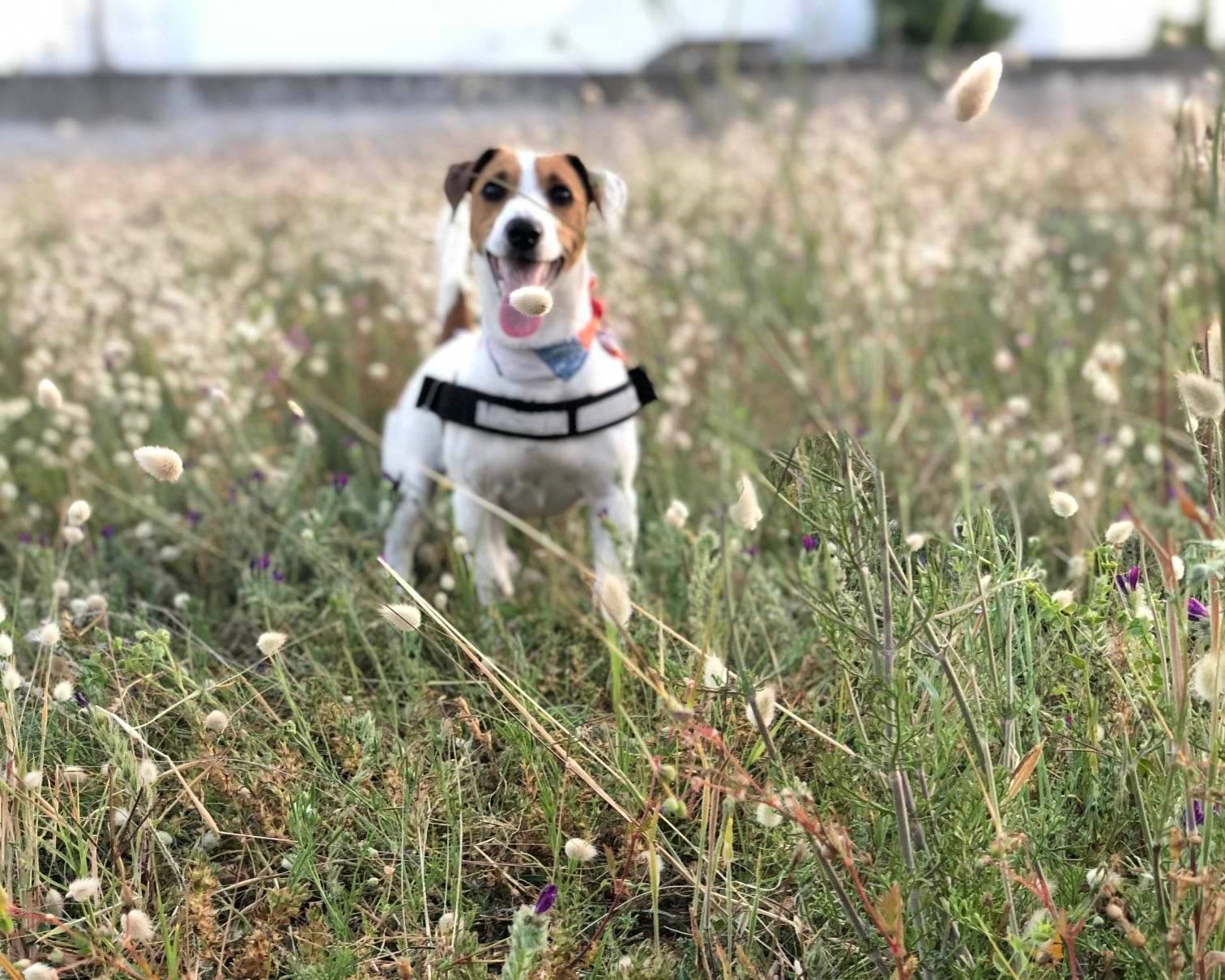 dog looking at the camera