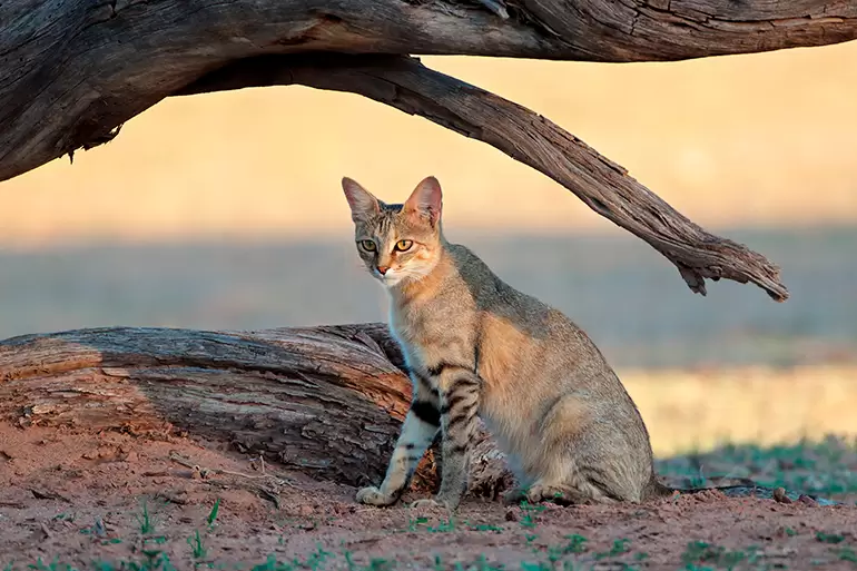 The image shows a wildcat sitting near a small tree trunk on the floor, and under
     a tree brunch in a dessertic area with some grass. It is iluminated by the lightcoral
     colors of the sunset.