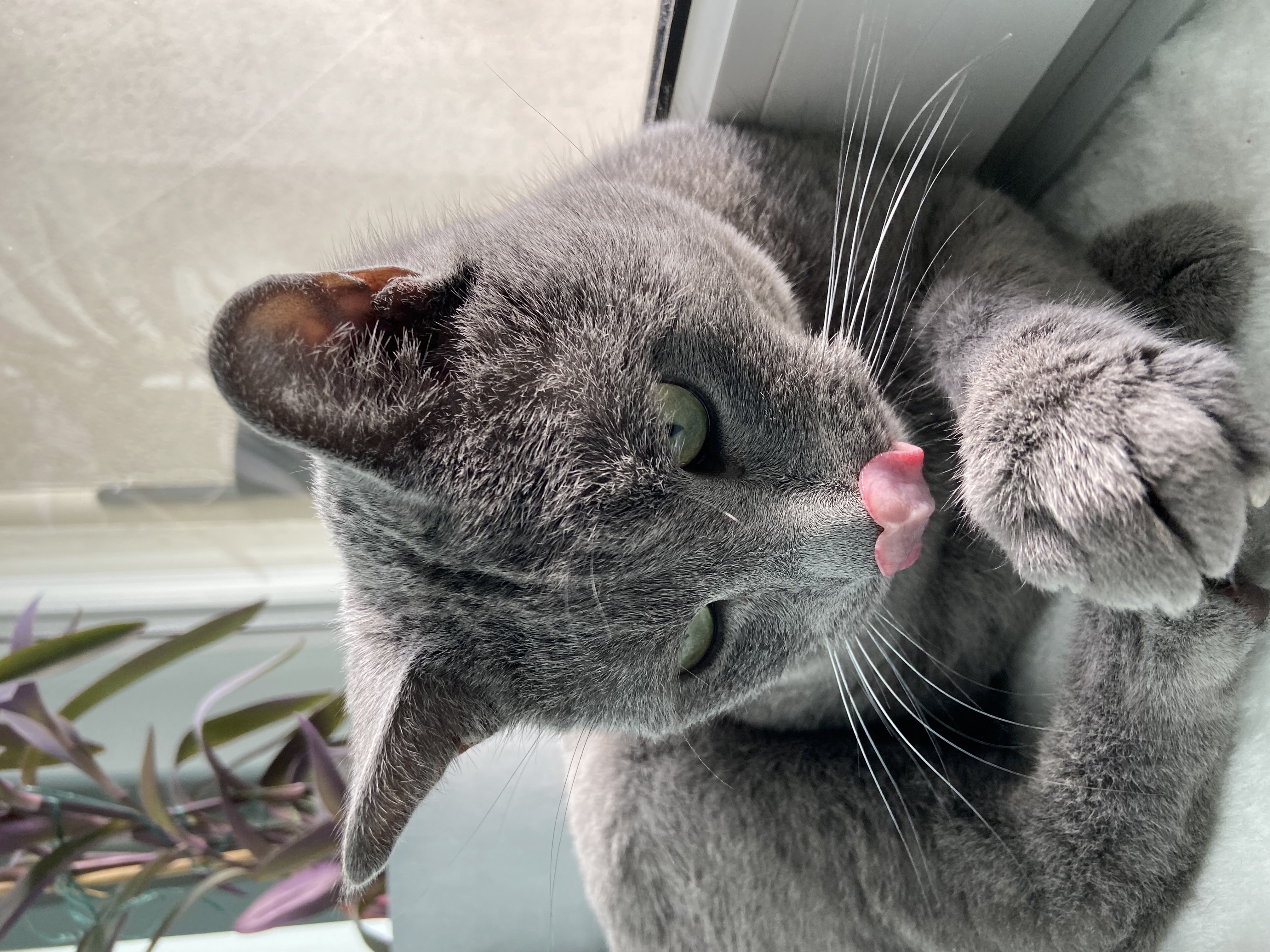 A gray cat with green eyes and a heart-shaped tongue sticking out