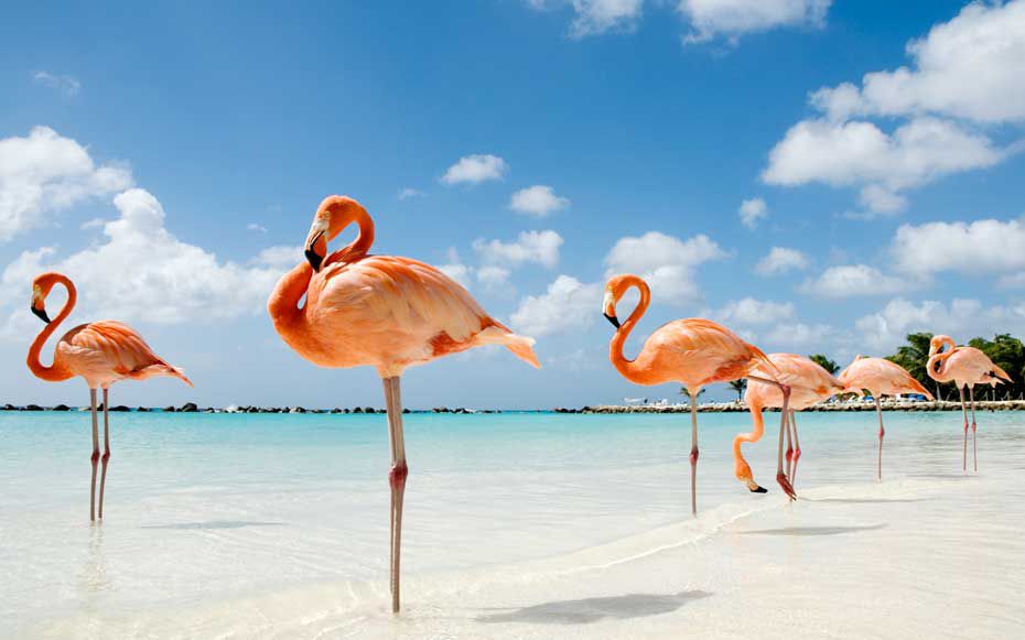 flamingos by the beach
