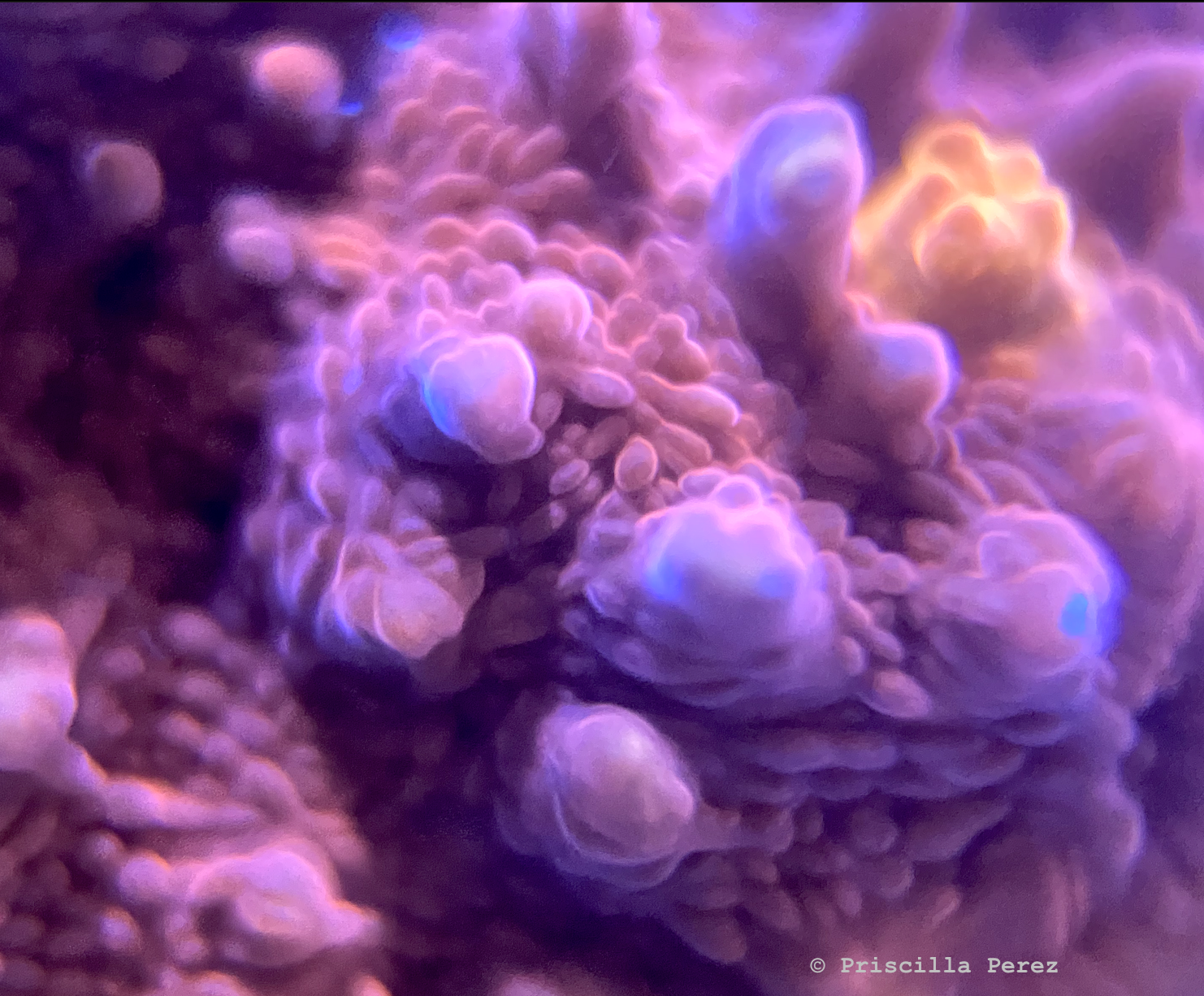 Golden eye chalice coral