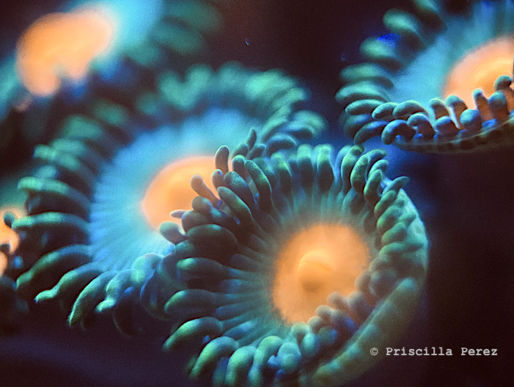 Darte maul porites coral