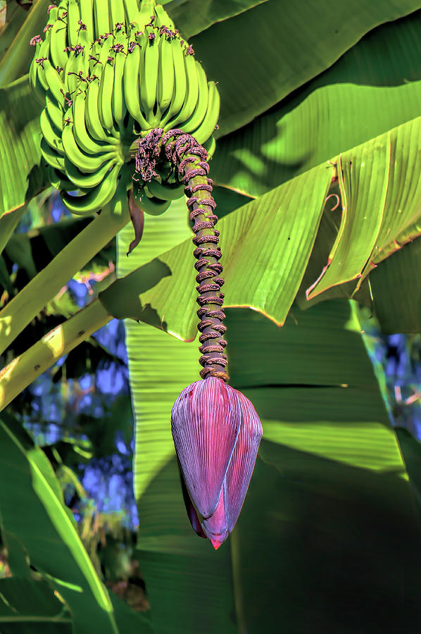 bananas hanging on a branch with a banana flower