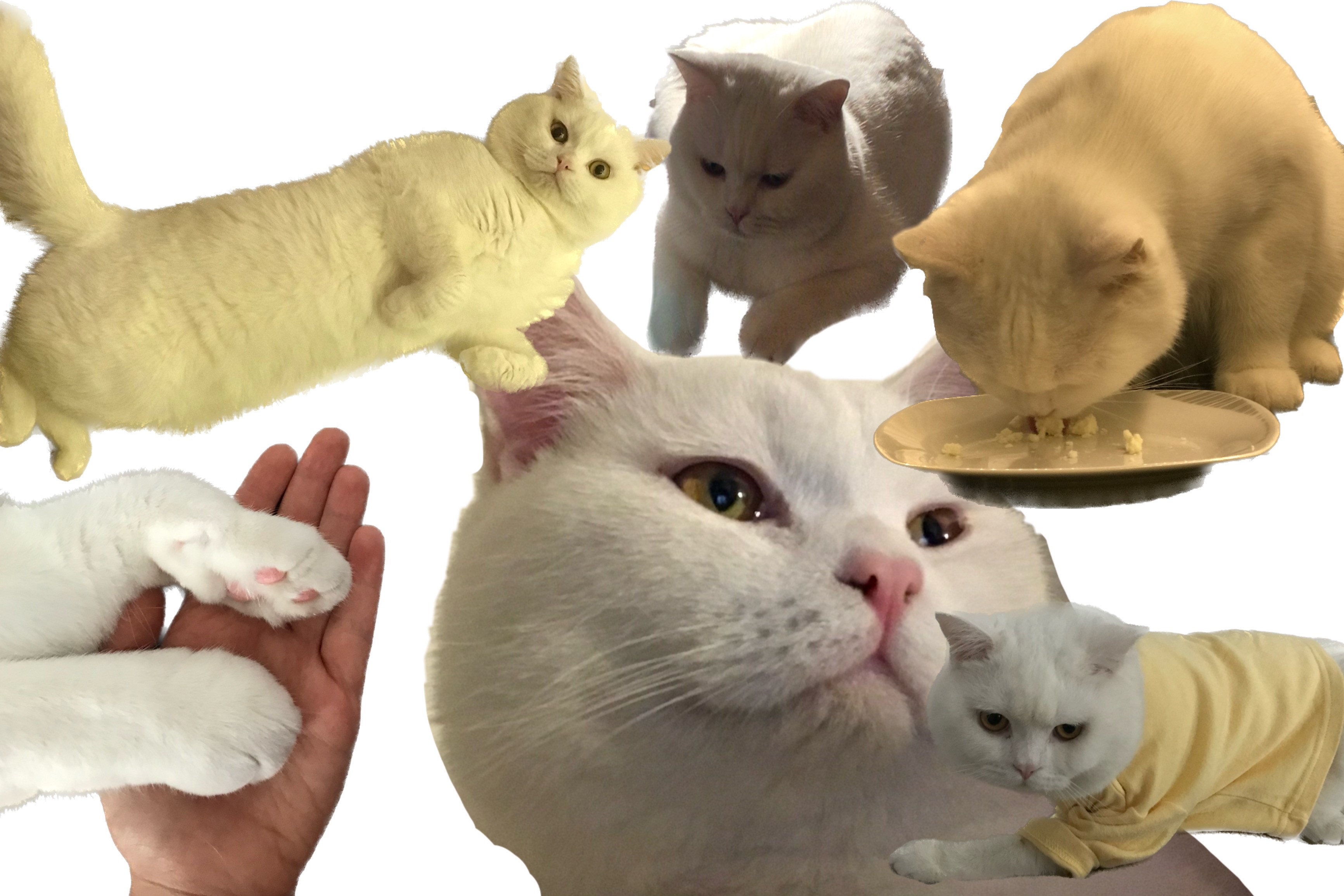 cutest cat in the world