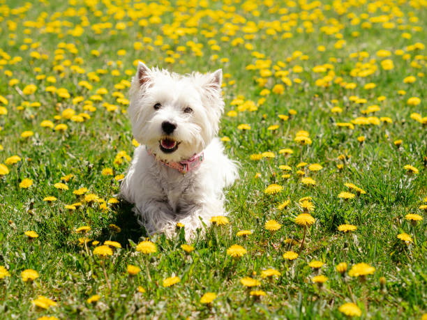 Westie Terrier