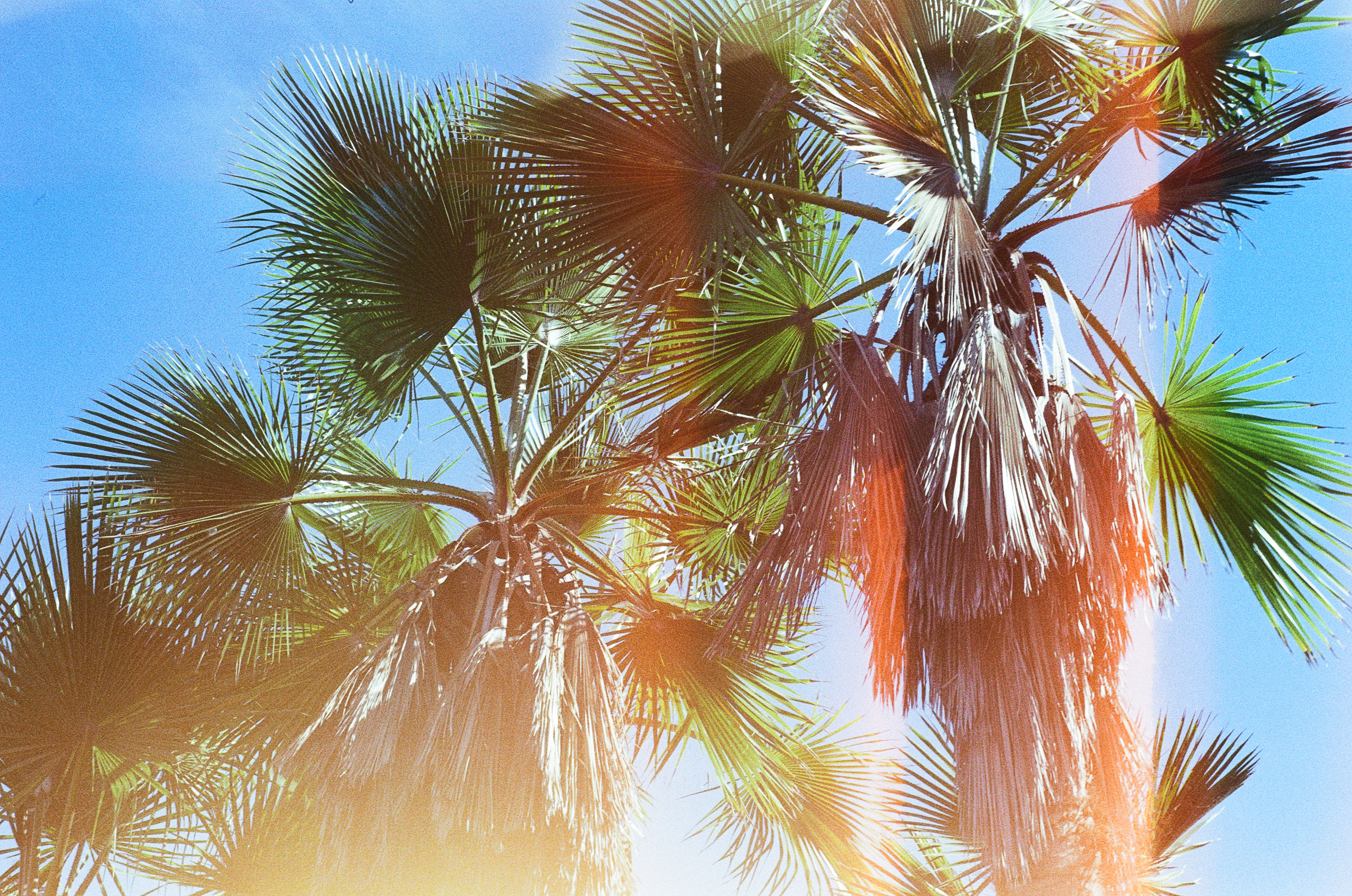 trees-and-light-leaks