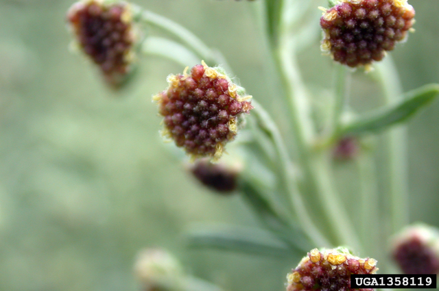 mugwort fruit