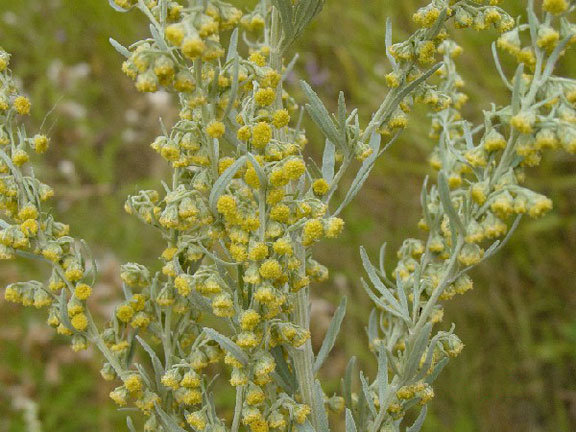 mugwort flowers