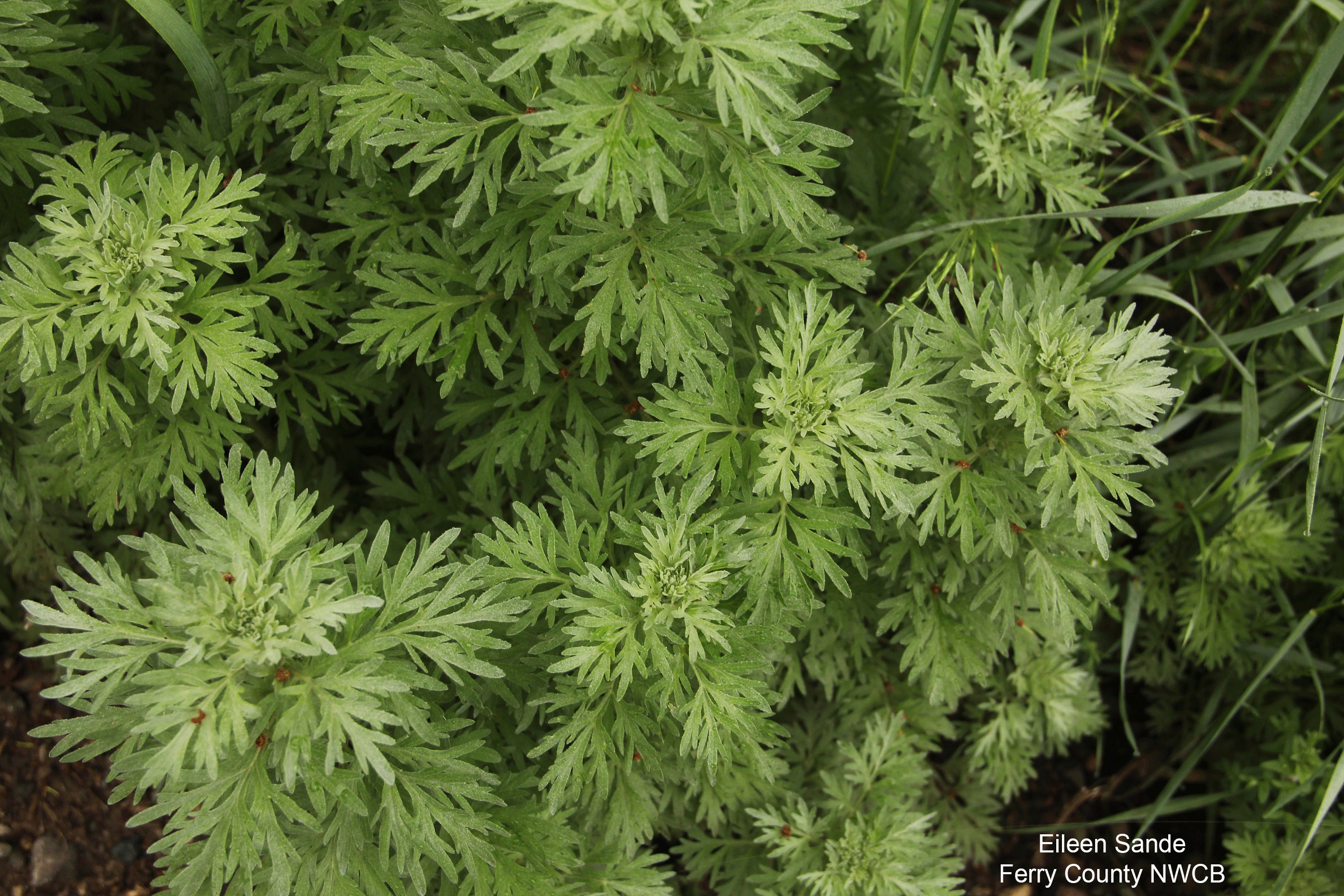 mugwort leaves