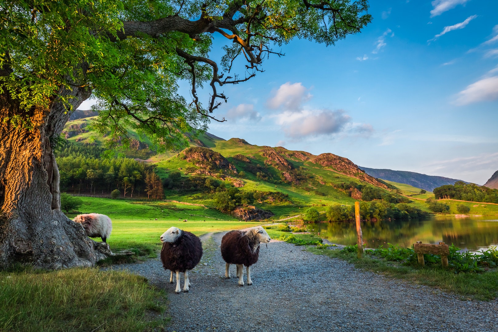 Sheep in Cumbria mountains
