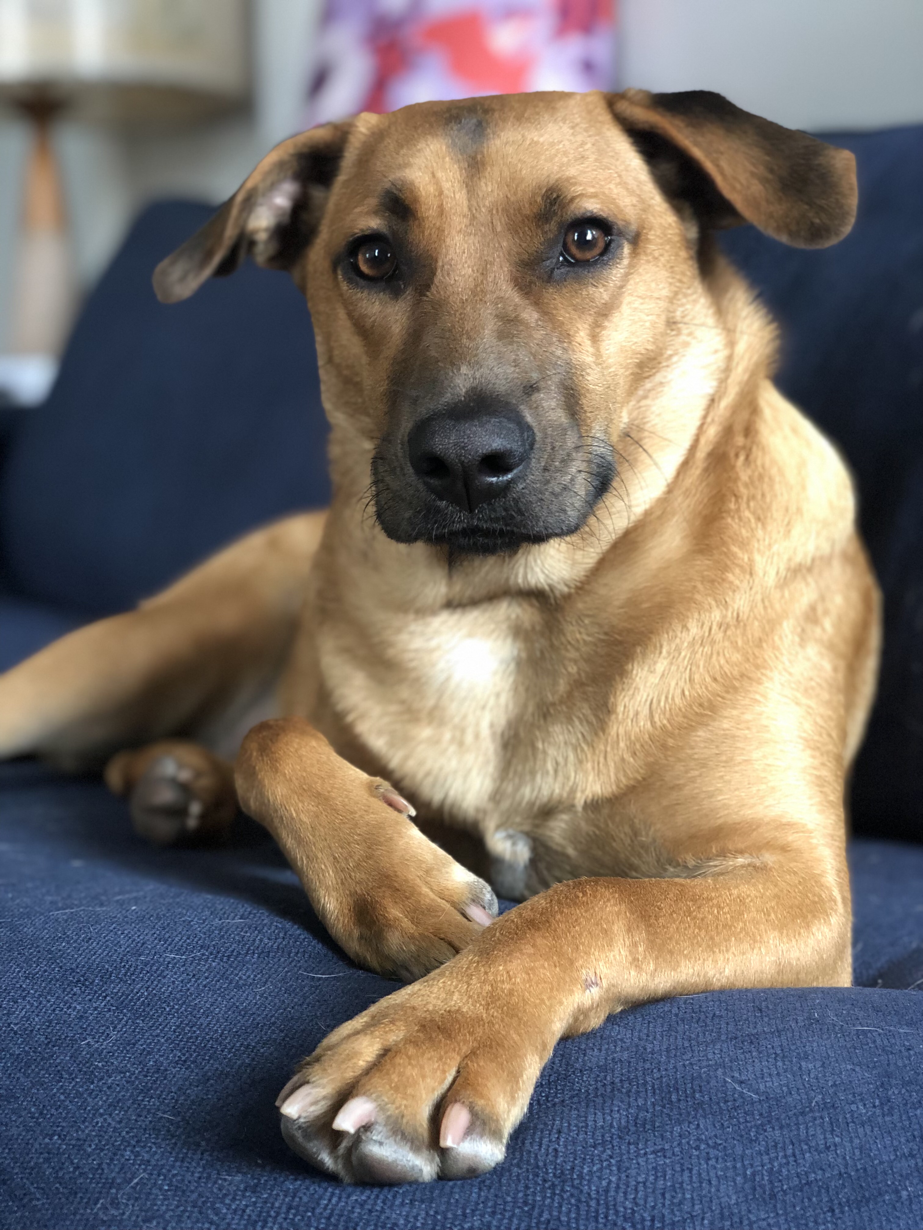 American Village Dog