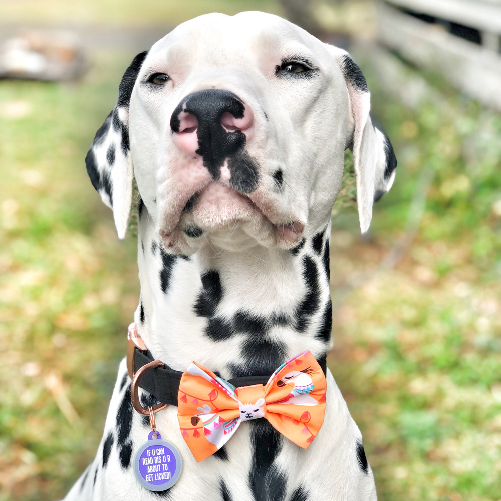 Dalmatian dog sits looking at camera wearing a bowtie.