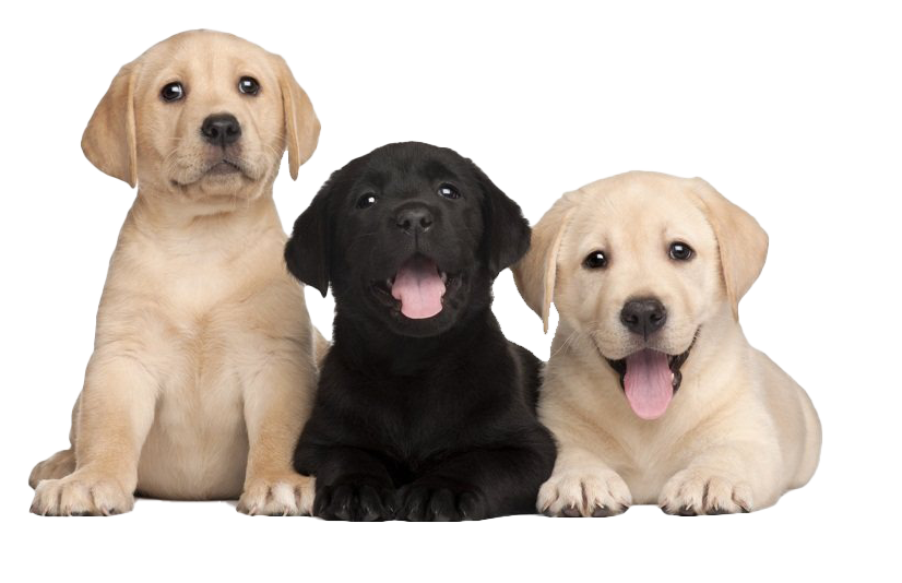 labroador puppies