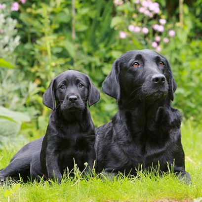 Black Lab