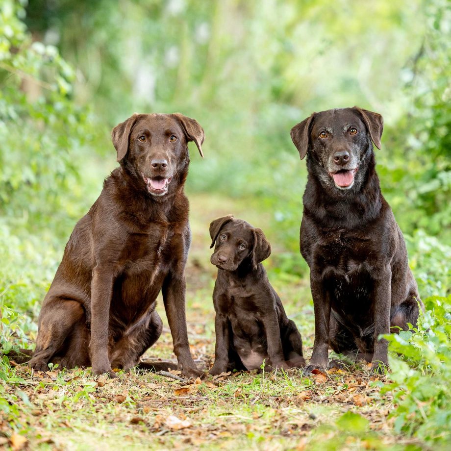 Chocolate Lab