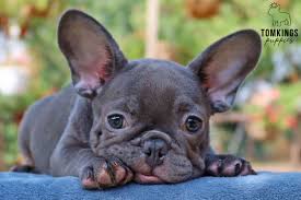 Image of a Frenchie