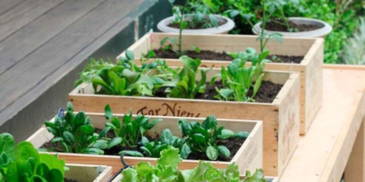 Fruit and vegetables planted in boxes