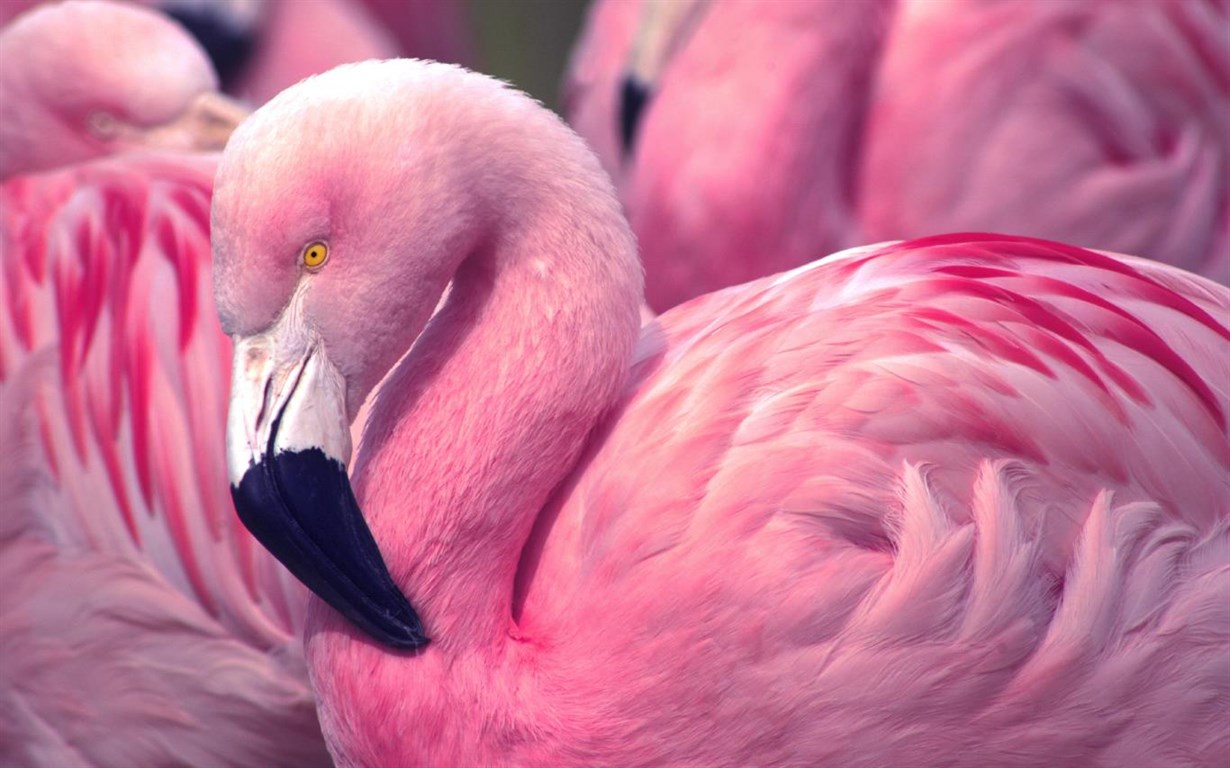 Beautiful Flamingo
