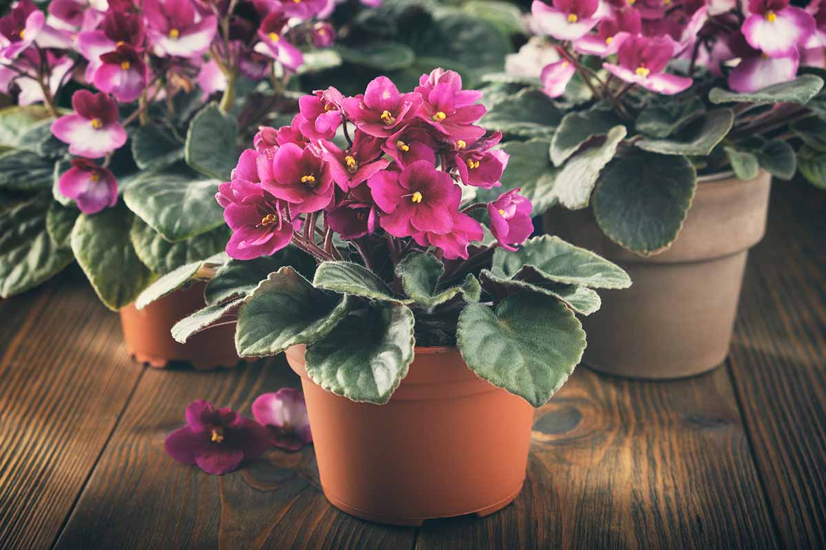 Pink-African-Violets-in-Pots