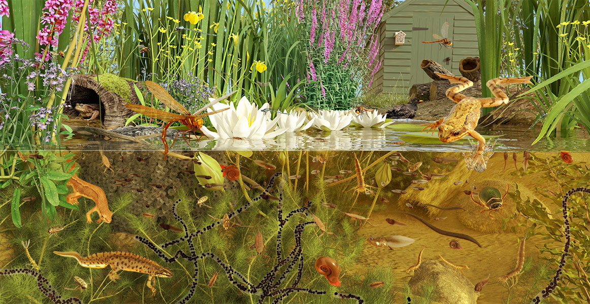 Illustration of garden pond