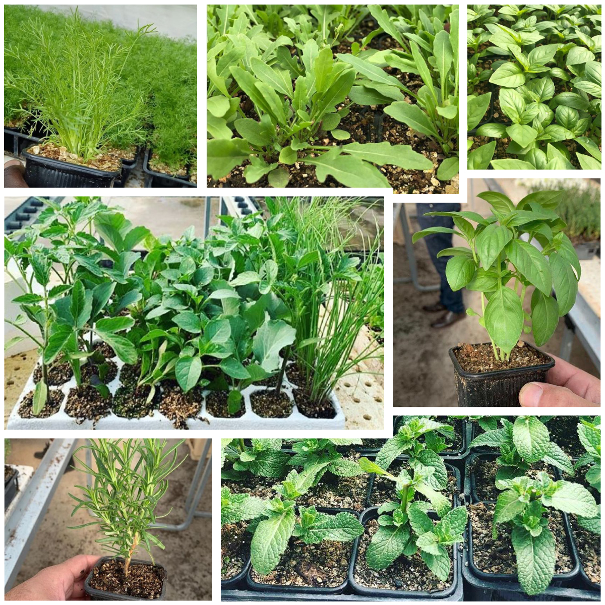 kitchen garden image