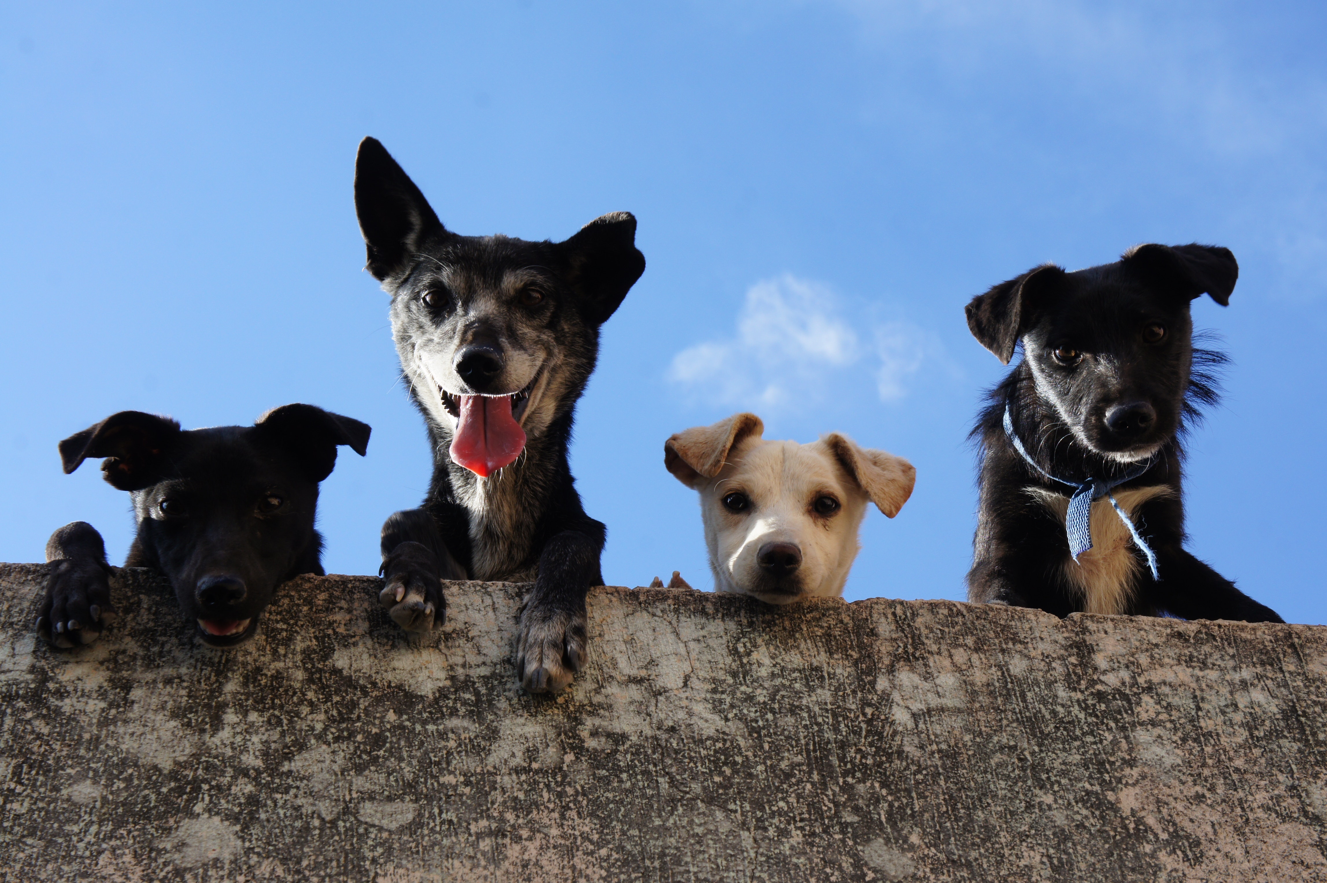 four dogs looking down from wall