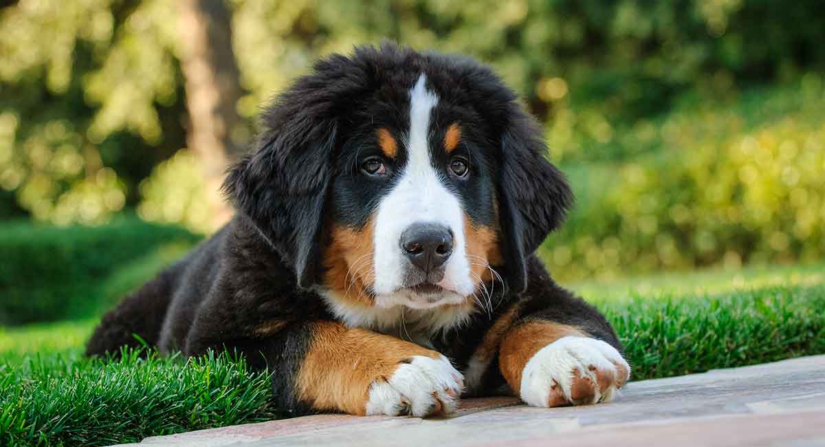 Bernese puppy