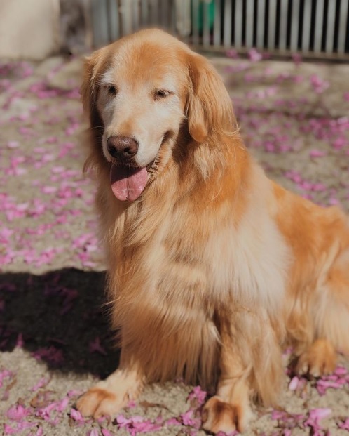 a dog with pink flowers on the background