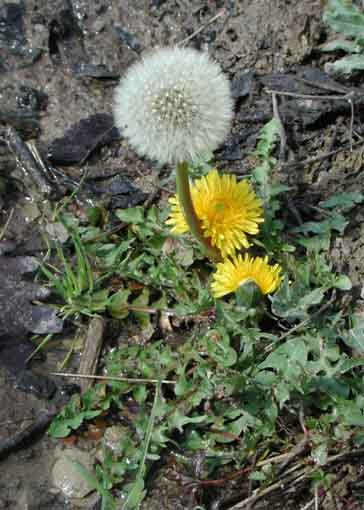 taraxacum