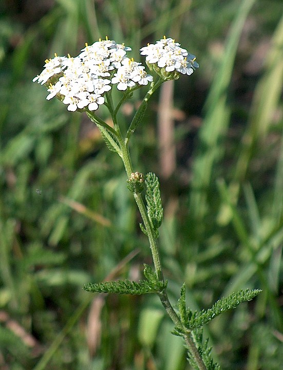 achillea
