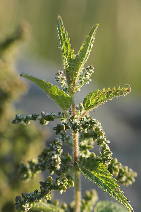 utica_dioica