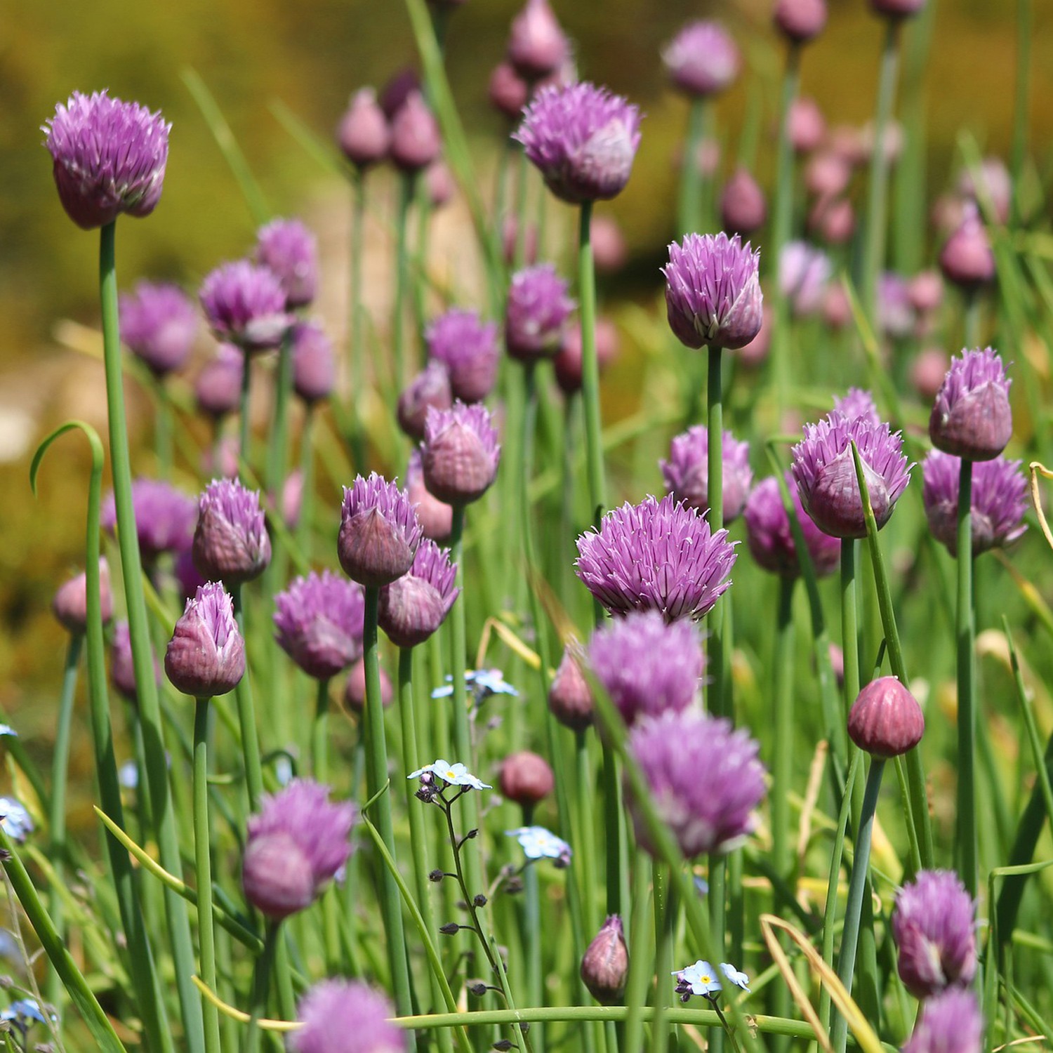 chives