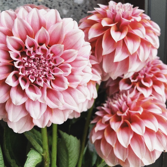 Dahlias
