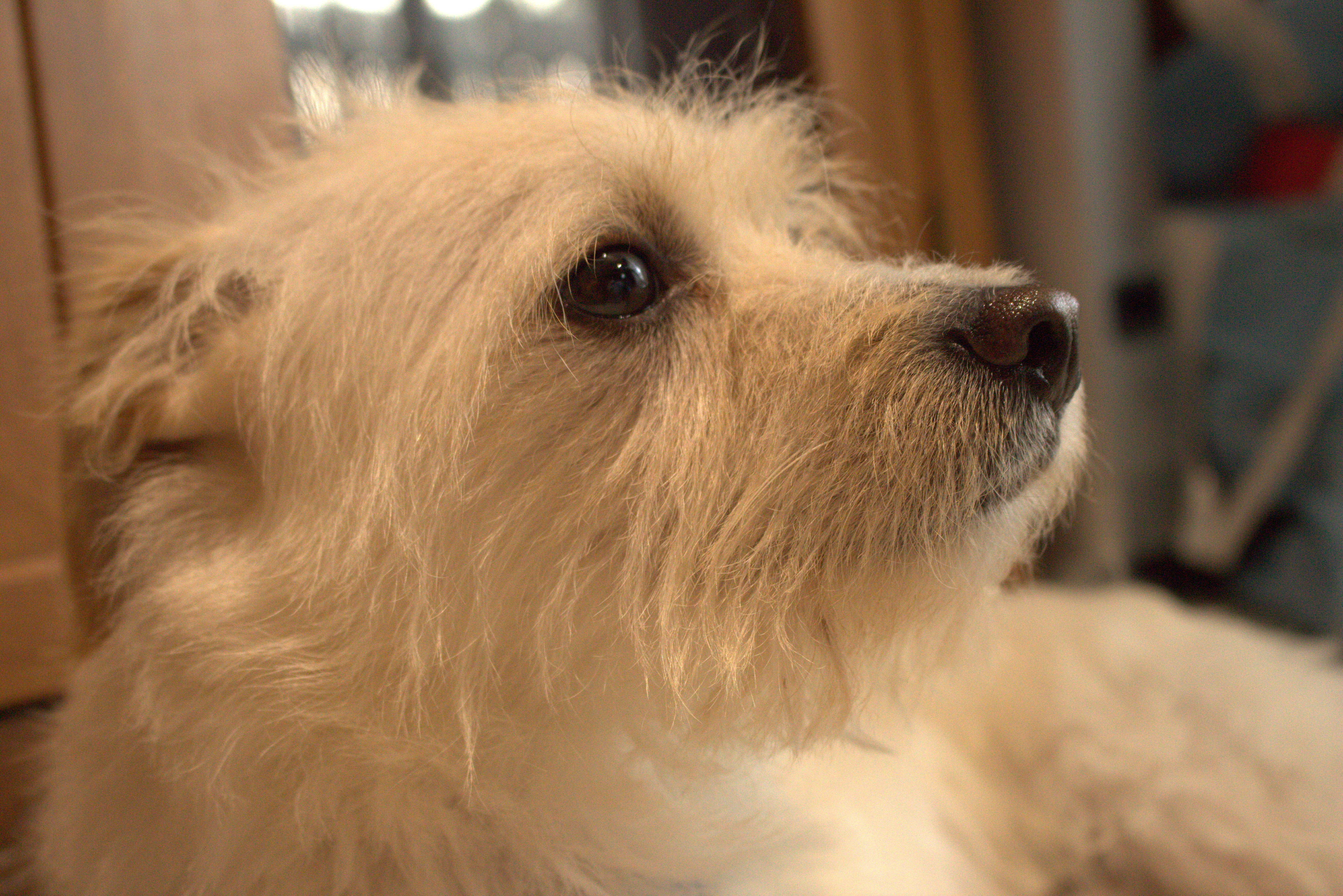 close-up of a Toxirn dog