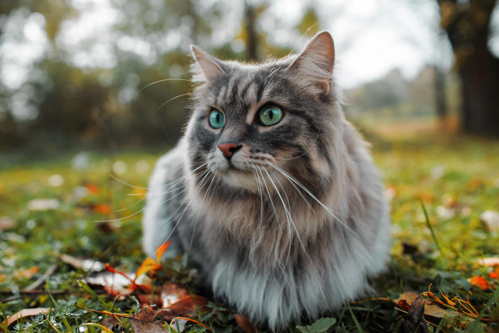 Siberian Cat Image
