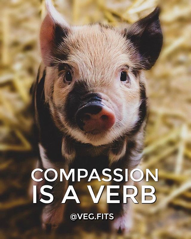 cute pig saying compassion is a verb