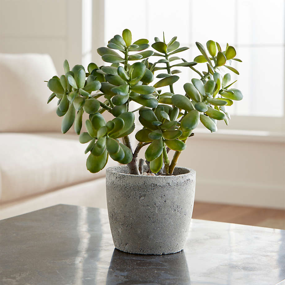 jade plant