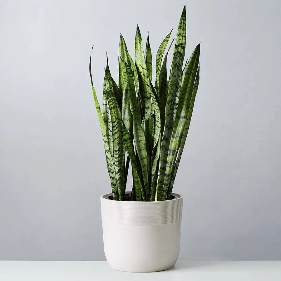 snake plant