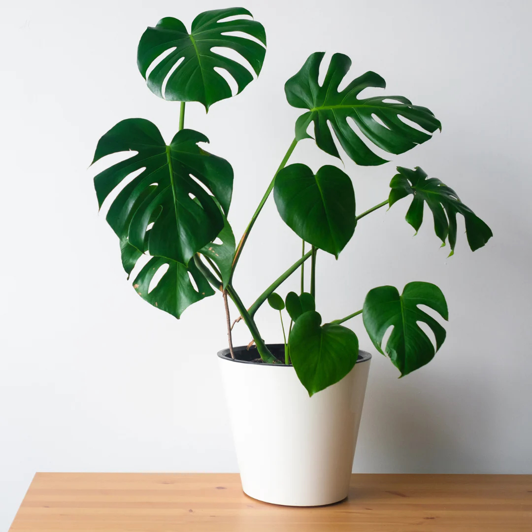 monstera deliciosa plant