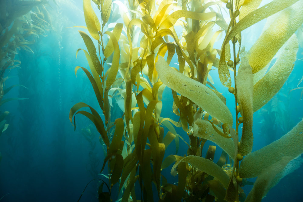 Kelp forest