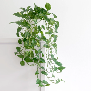Golden Pothos Plant