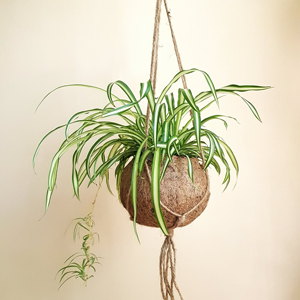 Spider Plant