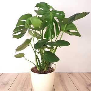 Monstera Deliciosa Plant