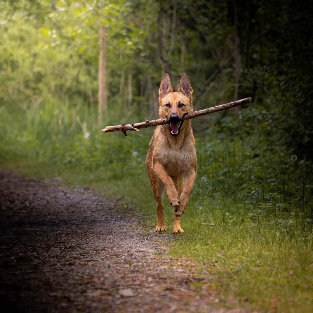 Harley running with a stick
