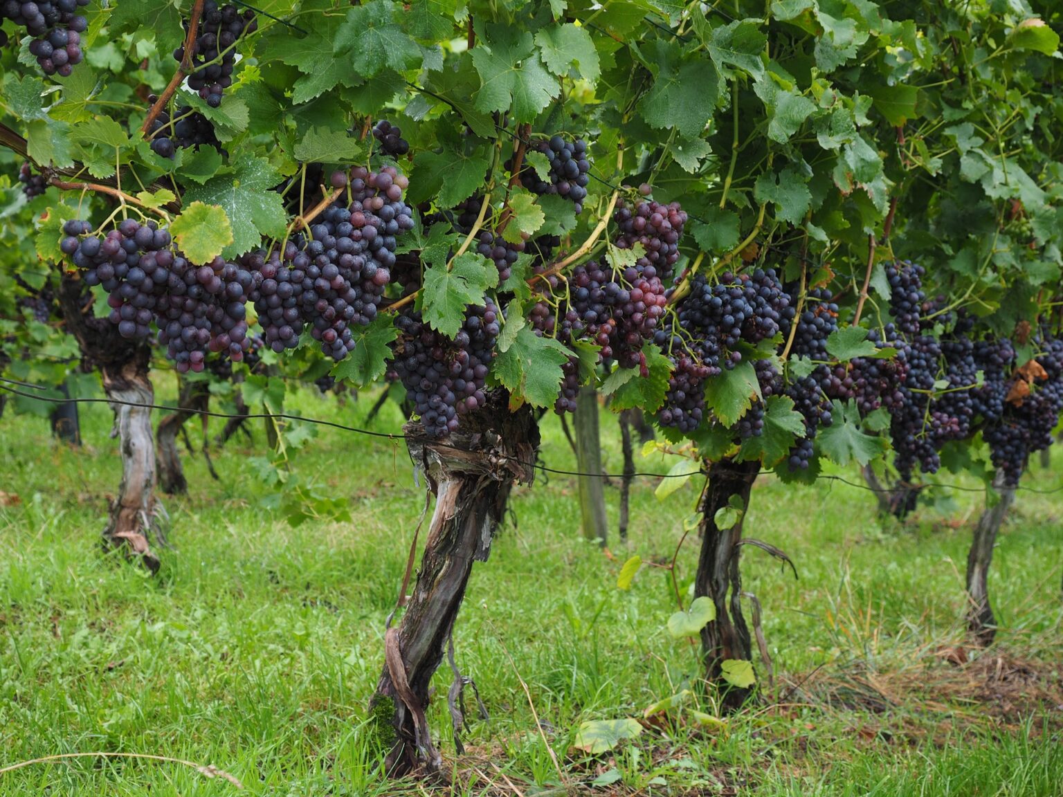 red grape vineyard with full grass undergrowth